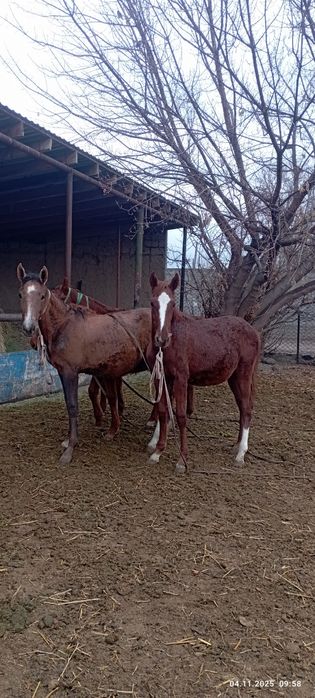 Ургашы жабагы 3 бас 250