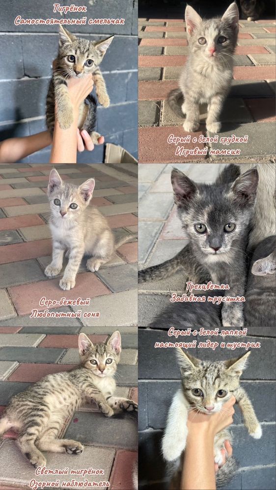 Котята ищут любящую семью