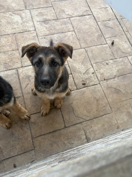 Немска увчарка куче