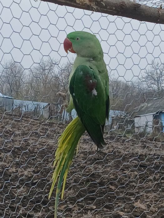 Vând marele alexandru