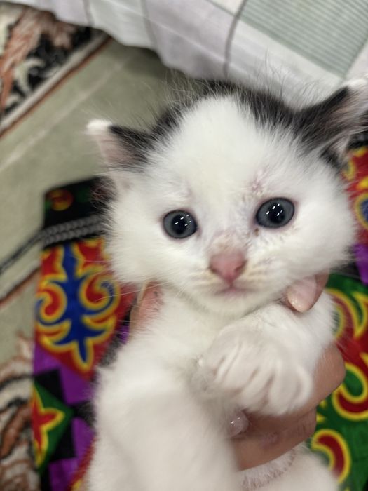 Отдам Котят крысоловы