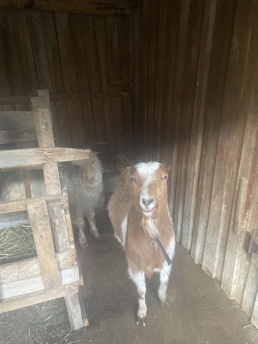 Vand capre la pachet