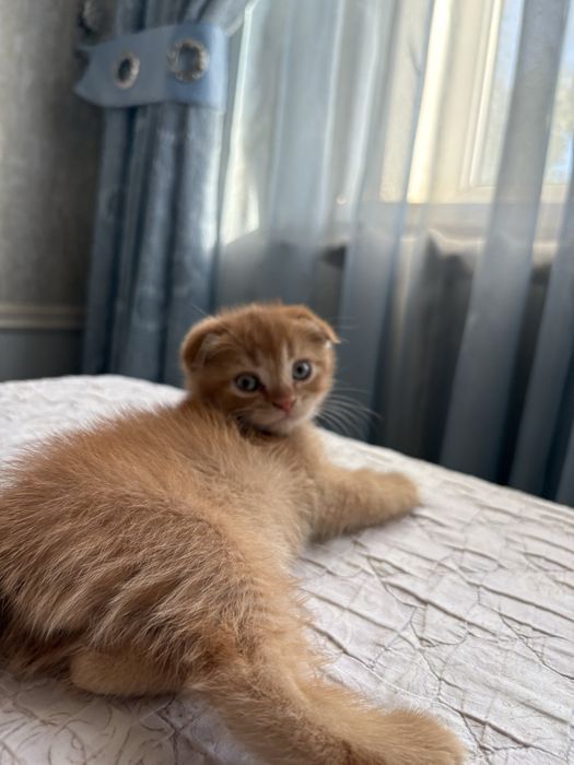 Продаются породистые котята скотиш фолд