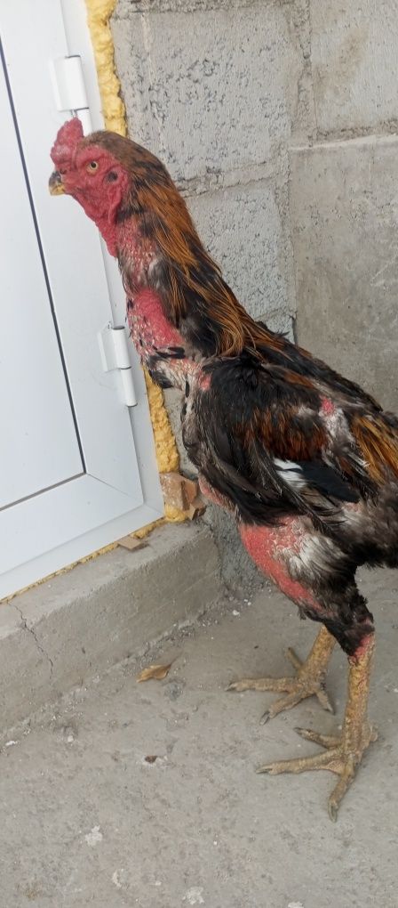 Kulangi xoroz sotiladi tulaka