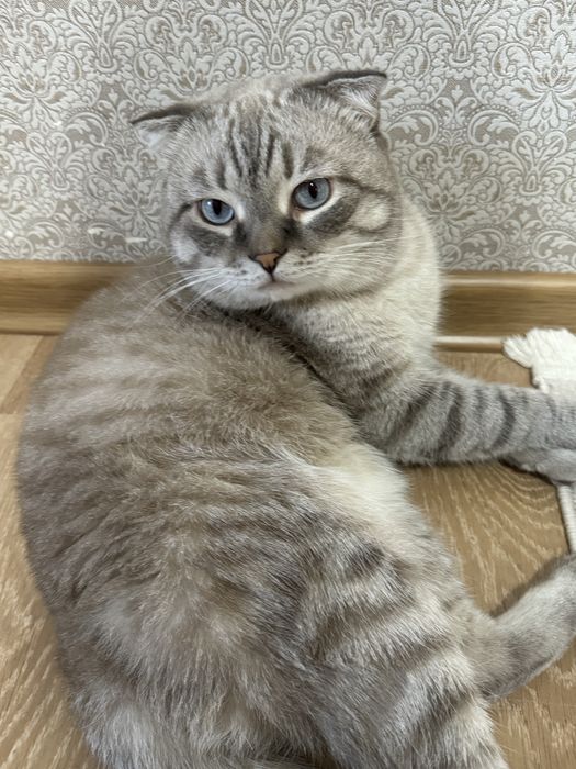 Ишем кошку для кота