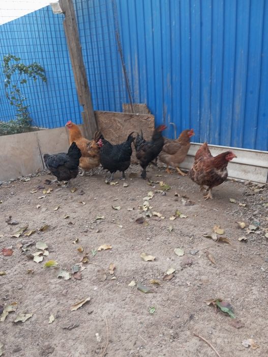 Продам домашних кур