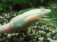 Broască Xenopus Laevis Albino pentru acvariu