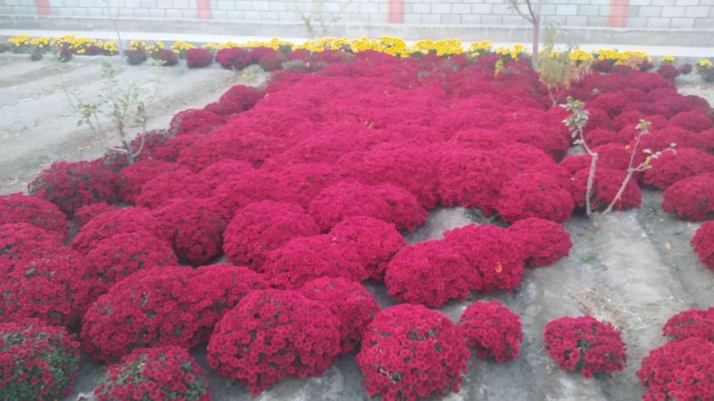 Optim gullar dastavkasi bor