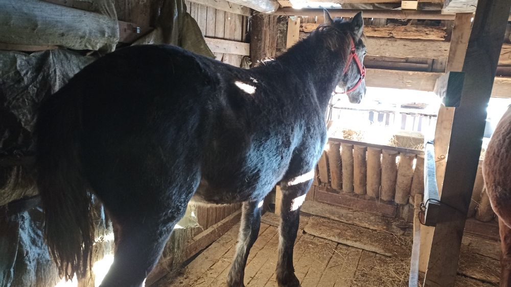 Продам соғым кобылка двух летка с откорма