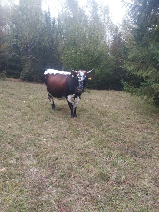 Vând vacă cu lapte