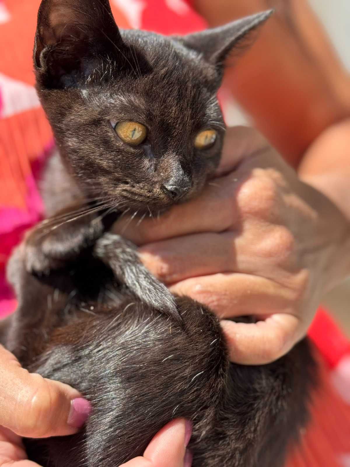 Коте търси дом София