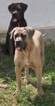 Femela Cane Corso, 11 luni, cu Pedigree+