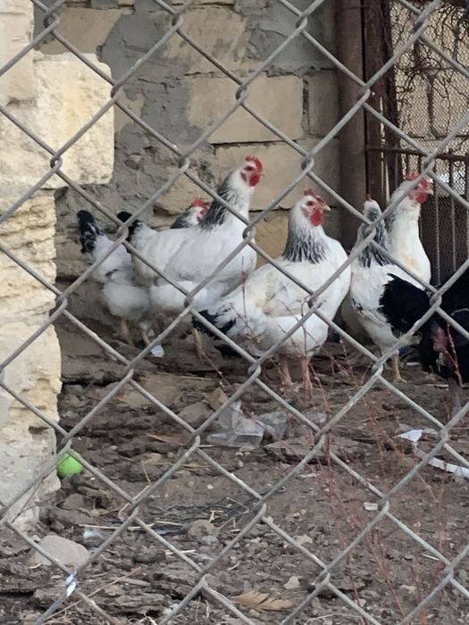 Тауықтар бар сатлымда