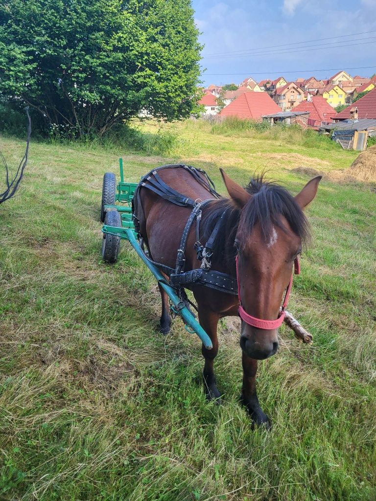 Vând mânz cu căruță nou cu ham nou