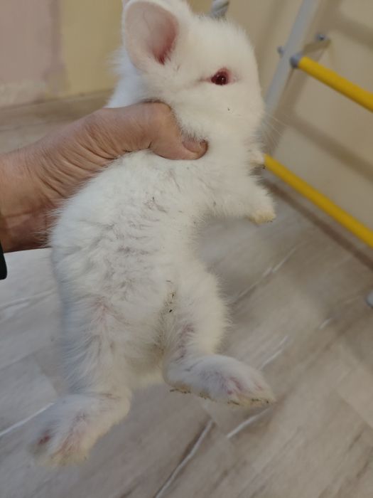 Декоративно зайче Лъвска глава Мини зайче