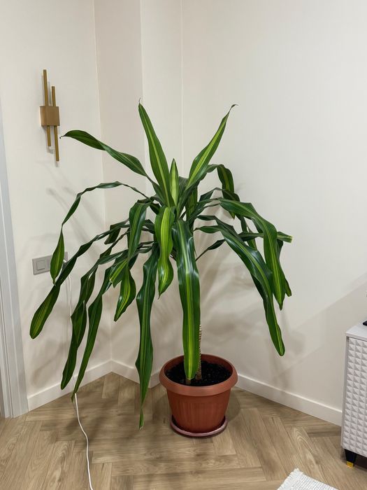 Растение драцена