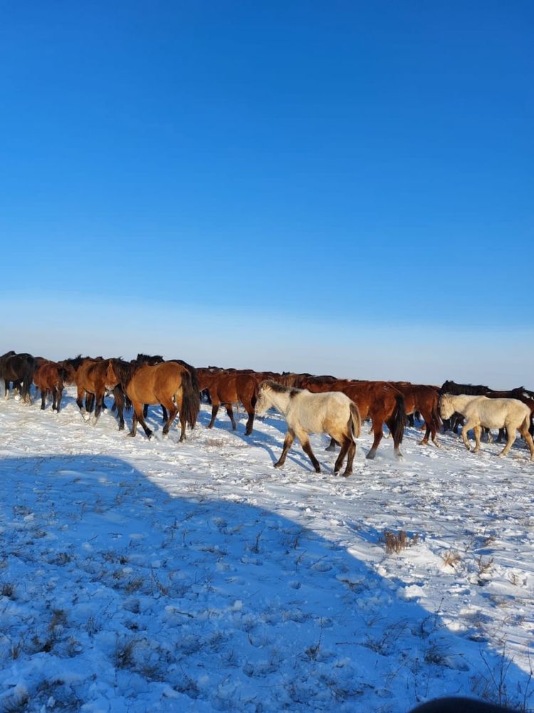 Продам жеребых кобыл 60 голов