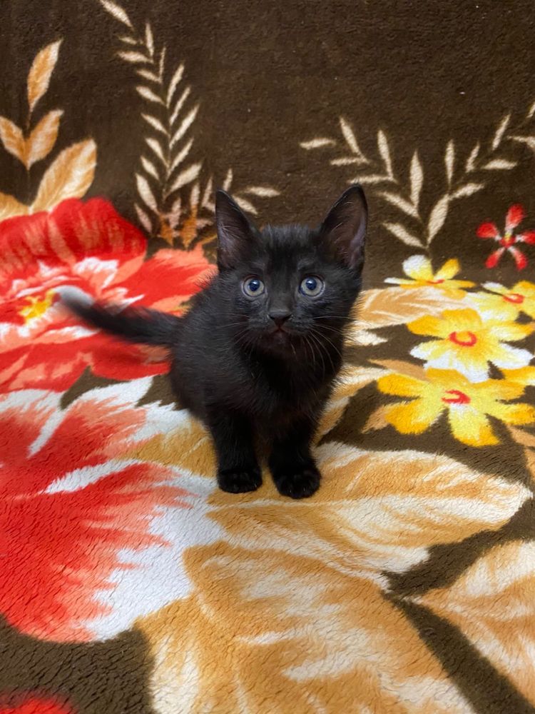 Отдаем черных котят в добрые руки (кот, котенок)