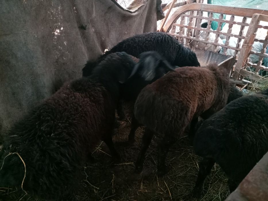 Qo'chqorlar sotiladi.