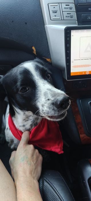 Отдам собаку в хорошие руки,девочка ,спаниель, в ноябре будет год,ест