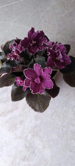 Шикарная фиалка ..