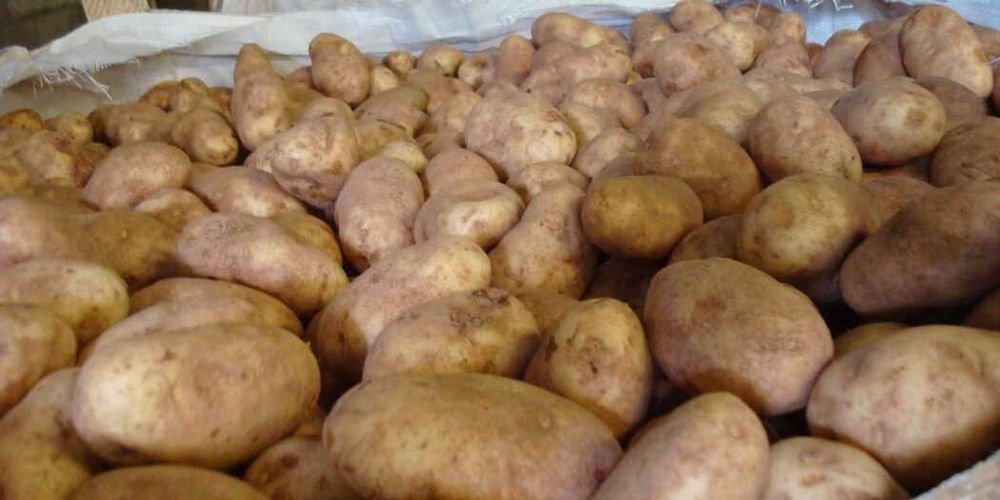 Картоф за консумация Агрия Сорая и Сория