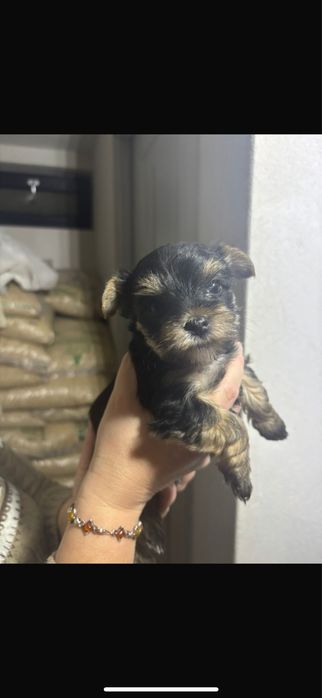 Pui yorkshire terrier