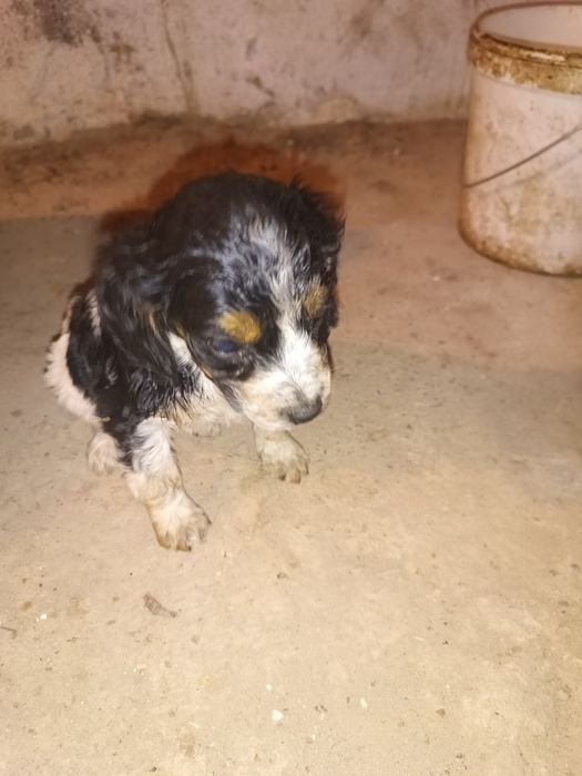 Спаниель күшік сатылады