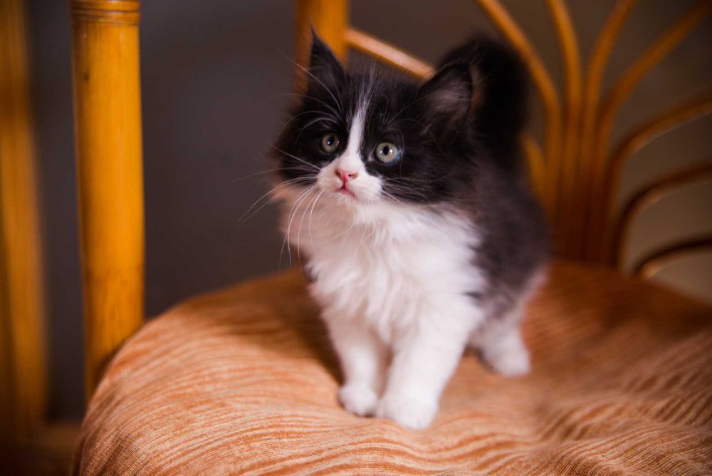 Котенок  девочка