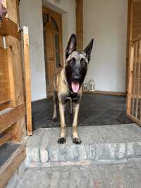 Ciobanesc Belgian Malinois 1an