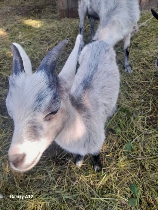 Vand iezi  (tapisori) de 6 luni i