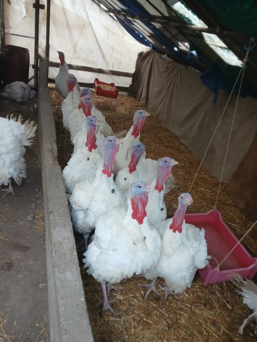 Curcani de tara pret 32 lei