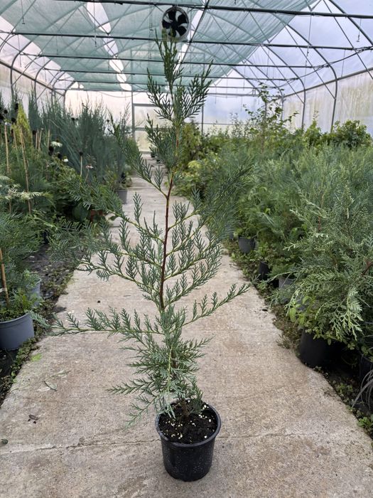 Chiparos Leylandii gard viu