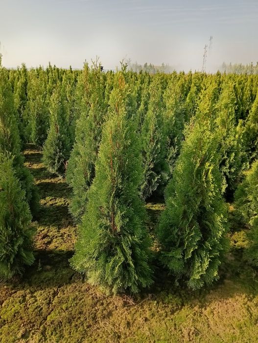 Tuia smaragd en gros