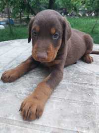 Catel Doberman talie mare