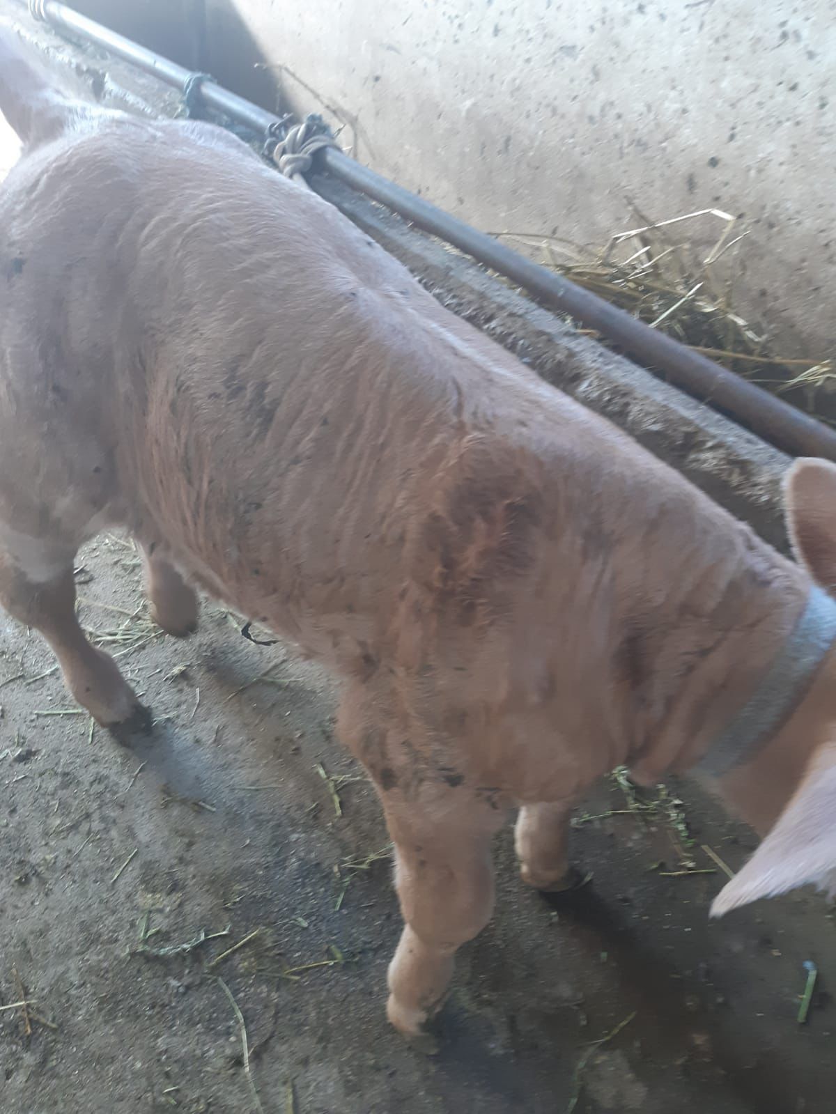 Vand vitea baltata românească