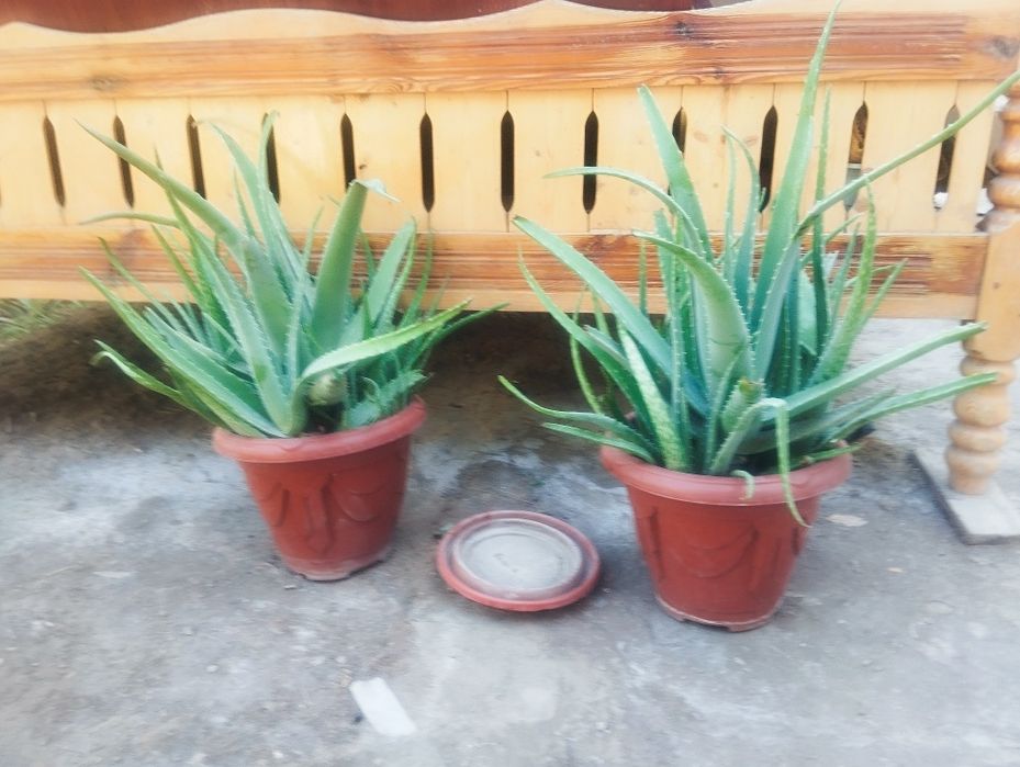 Алое йирик барглари бн