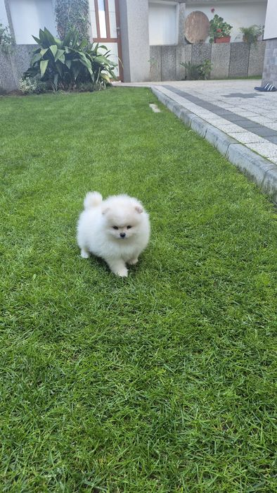 Женско померанче,померан