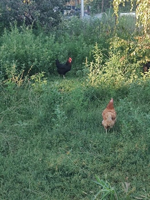 Vând găini de ouă