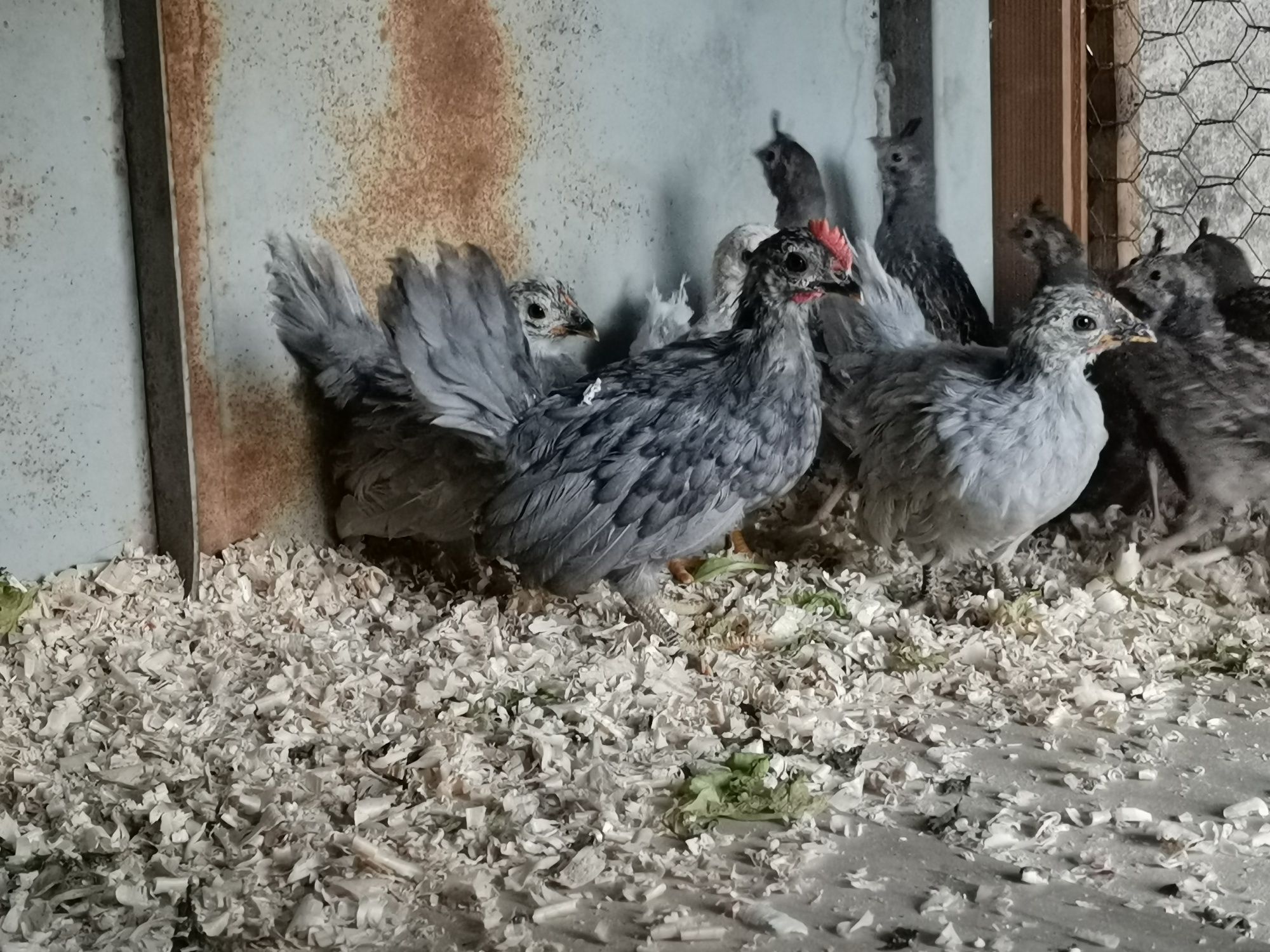 Chabo pui  două luni