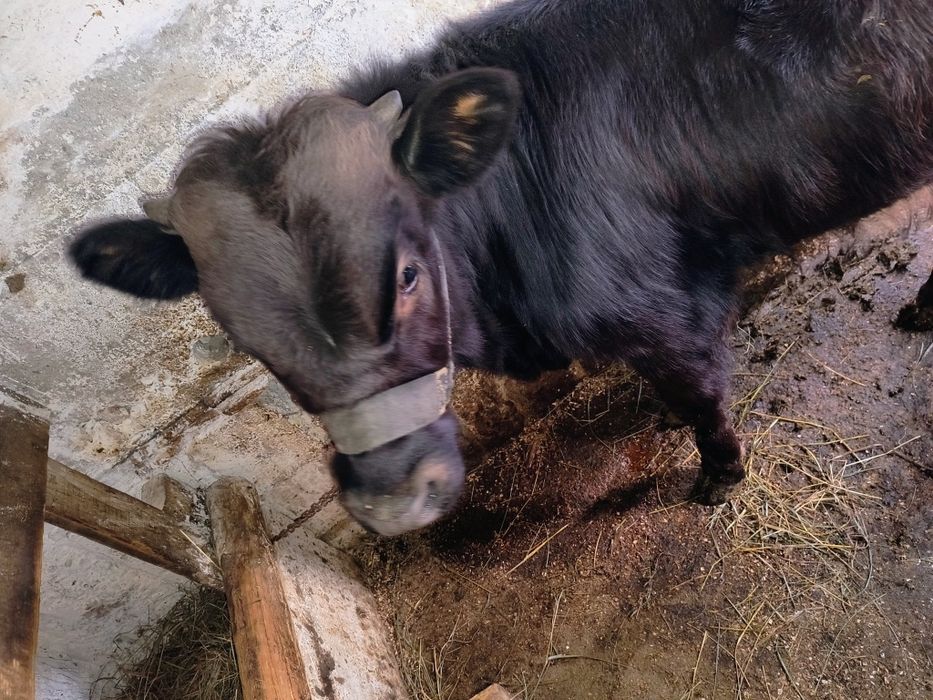 Tăuraș de vânzare!!