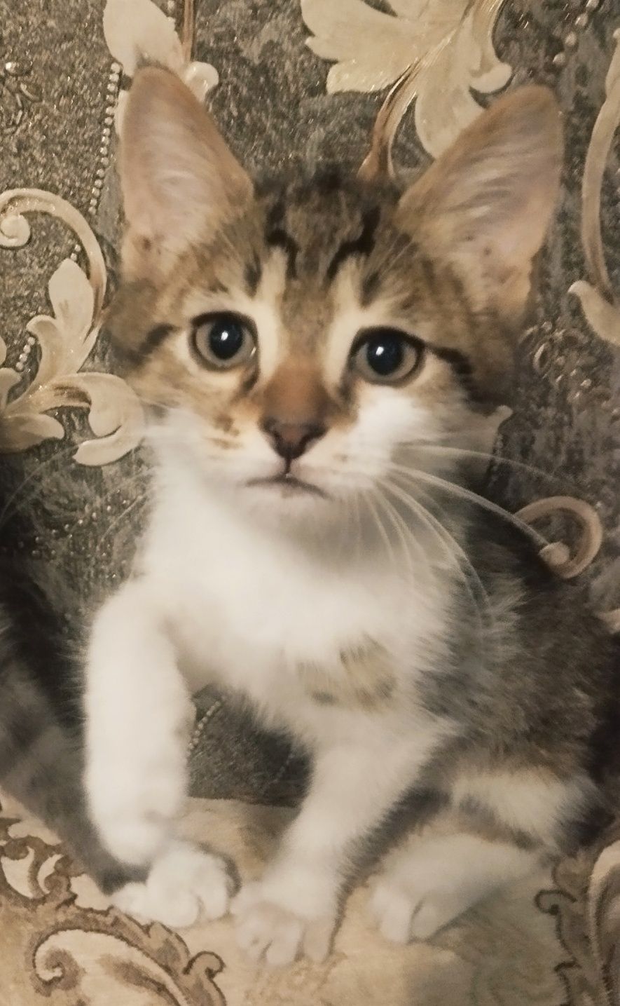 Котик Тема (3 мес)