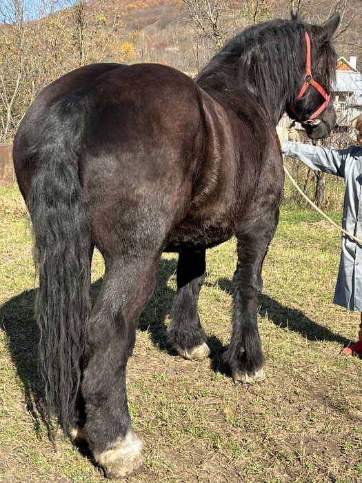 Iapa 6 ani 1.78 inaltime gestanta ‼️1000kg foarte blanda