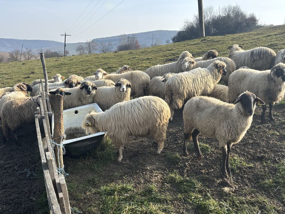 Vand 30 oi tinere, mioare si oi de 1-2ani
