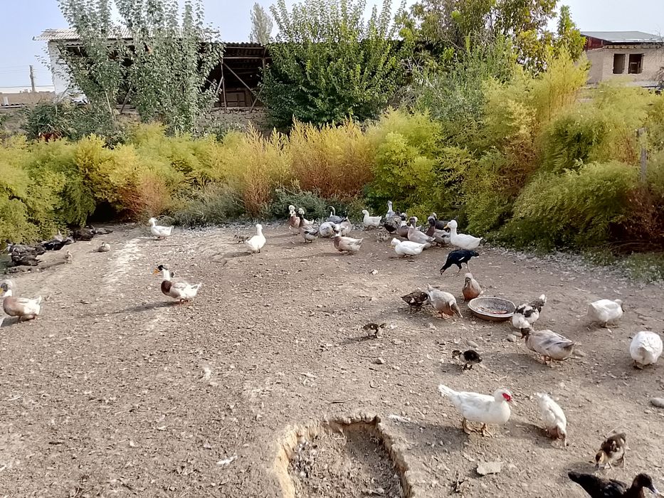 Голубой фаворит урдаклар