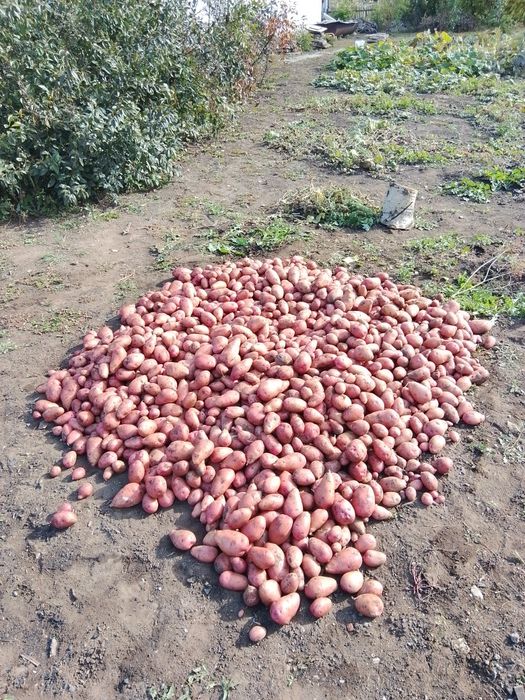 Домашний красный картофель