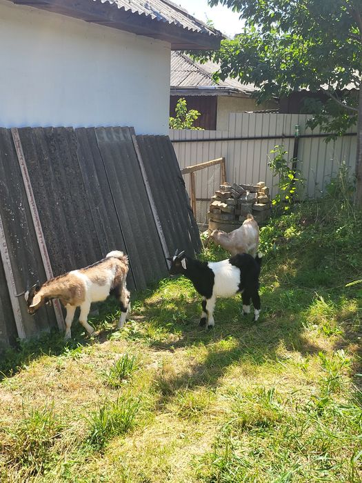 1 caprita și 2 țapi