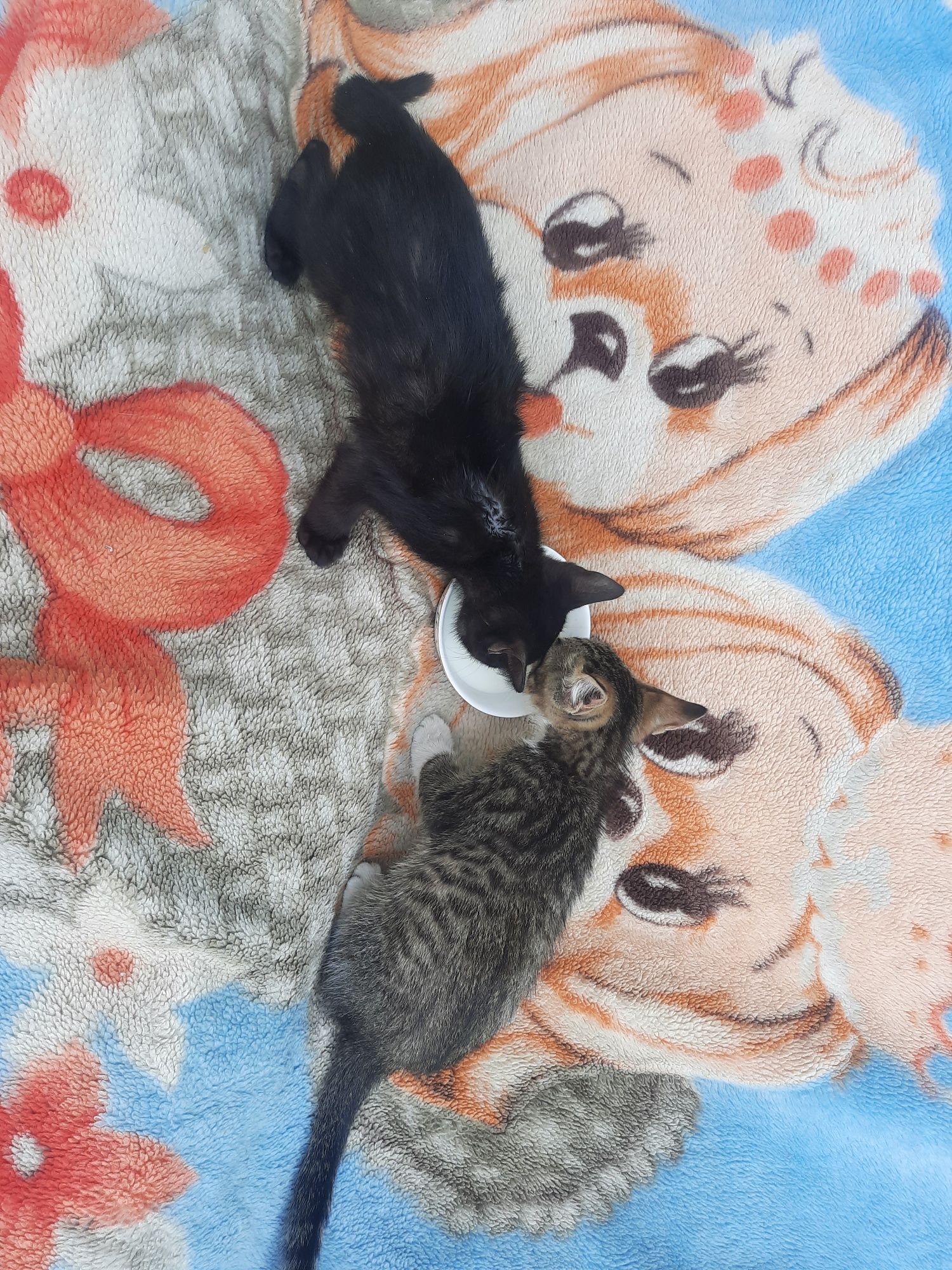 Котята Британцы Англичане  все умеют и кушать сварить
