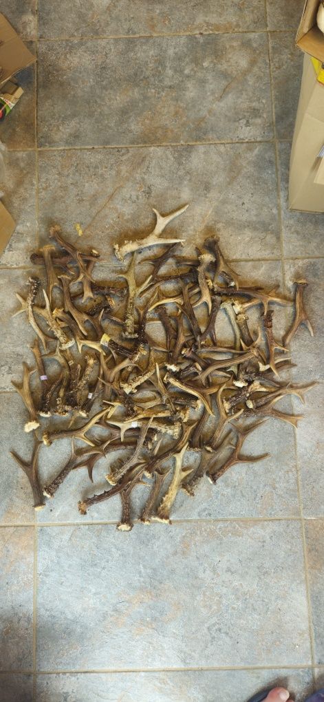 Vand 17 coarne carpatin+14 lopatar,50 trofee caprior+capra neag.8 poze