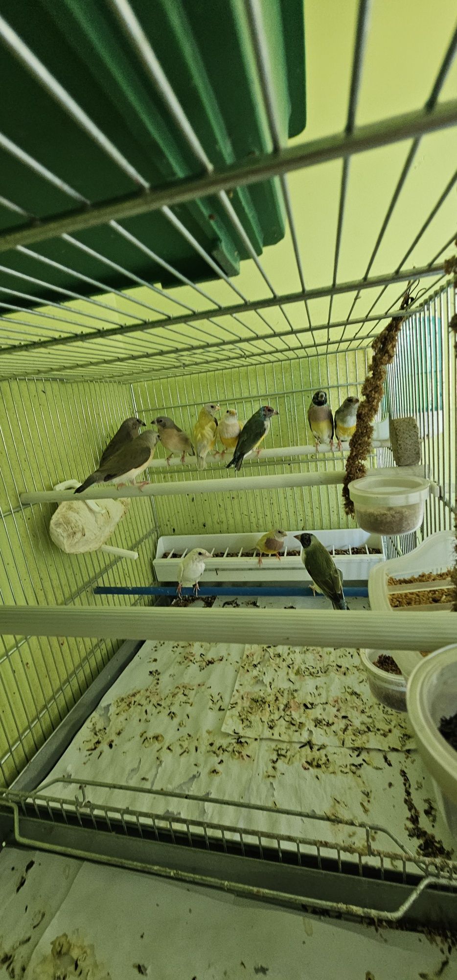 Гулдови  амадини 12 бр.